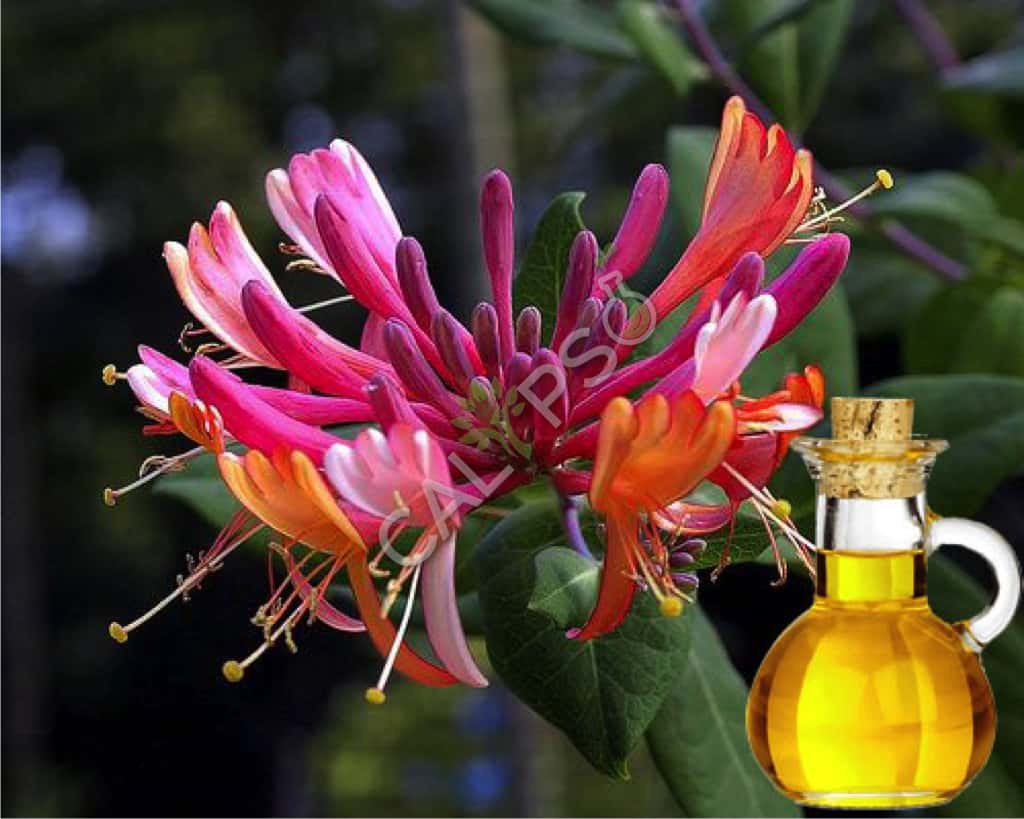 Buy 100% Pure Honeysuckle Absolute Oil
